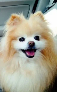 Animals and Pets