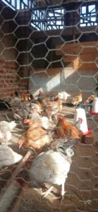 Birds for sale